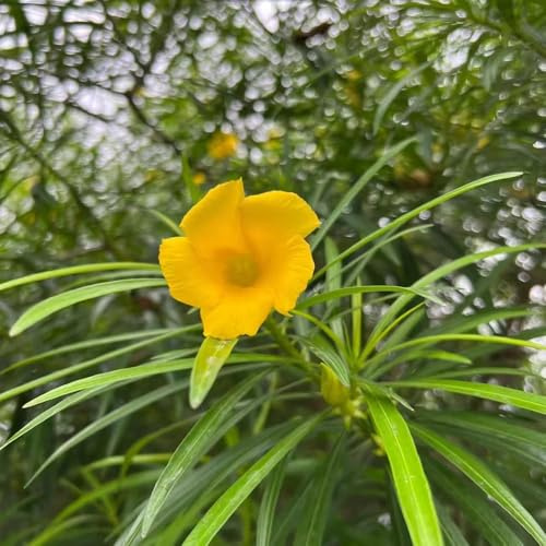 10 piezas semillas de adelfa - balcón jardín trepadoras resistentes, perennes resistentes, de jardín, semillas,