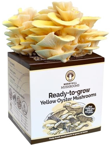 Merryhill Mushrooms - Yellow Oyster Mushroom Growing Kit | Easy to Grow, Indoor Mushroom Grow Kit | Large Yield and Harvest | Fun, Easy to Use & Delicious to Eat