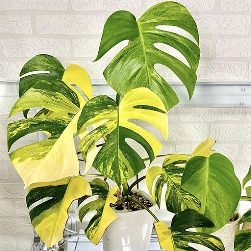 40 graines de plantes Monstera mélangées