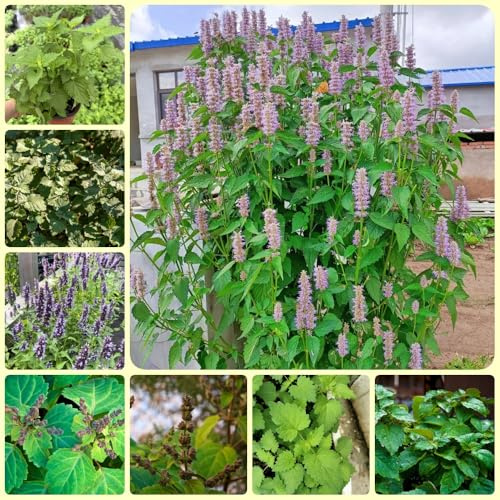Semi di patchouli, Cabina Pogostemon, orto di aromatiche, da balcone Le da giardino sono 500pcs