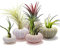 Coquillage Decoration, Coquilles d'oursin, Coquillage Coquillages Naturels Déal à Air Décoratif à Suspendre, Lot de 5 Mini Supports de Plantes à Air en Coquille d'oursin