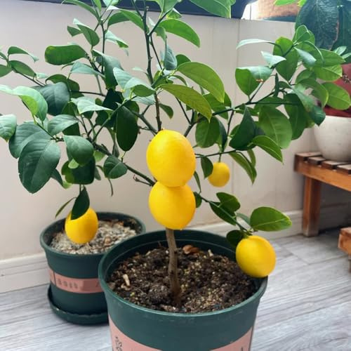 semillas de limonero, resistentes para el jardín Semillas de limón resistentes, columnares Las de jardín son resistentes 100pcs