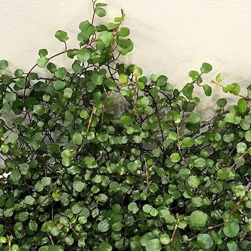 Plant Theory 10cm Muehlenbeckia Complexa Maidenhair Green Flowering Vine Climbing Plant 9cm Pot