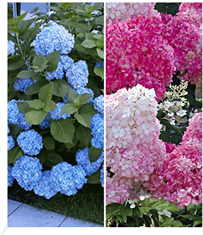BALDUR Garten Winterhart Hortensien-Sortiment Hydrangea blau und rosa, 2 Pflanzen Freiland-Hortensie 'Vanille Fraise® und Bauern-Hortensie 'Générale Vicomtesse de Vibraye®', blühend