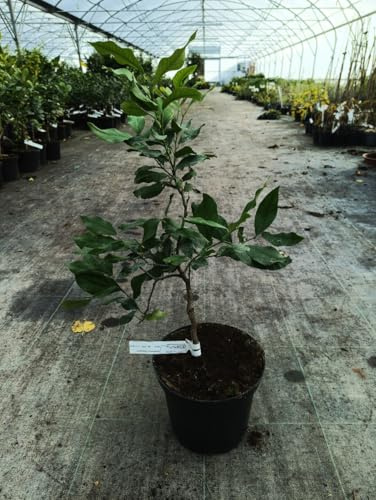 Citrus limon 'Cappuccio' greffé sur volkameriana/Citronnier compact à citron prime sans pépins/Conteneur de 5 à 6 litres/Tigette