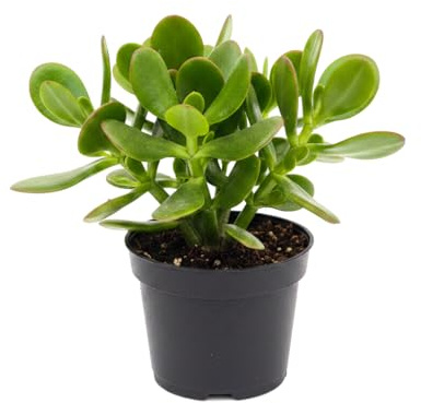 Planta de Jade Crassula Ovata 12 cm de Maceta y 20 cm de Altura | DECOALIVE Planta Natural