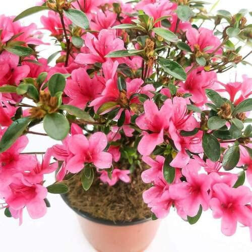 Azalea Natural Planta con Pocos Requerimientos Hídricos