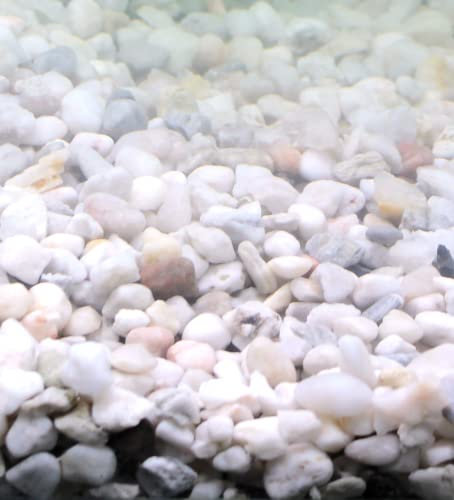 Silbermann Bright Gravel, Heller Aquarienkies für Meer- und Süßwasser, 4-8mm Körnung, 15kg