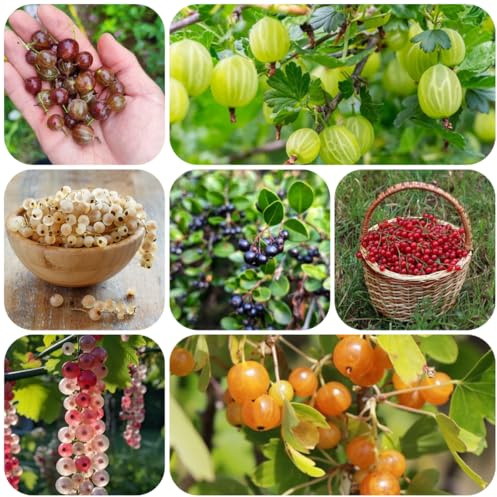 semi di ribes, esotiche da giardino roccioso di rari balcone esterno giardino nani resistenti regali 550pcs