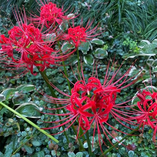 Lirio araña - Lycoris radiata de decoración balcón 8bulbos