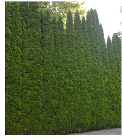 BALDUR Garten 1er Lebensbaum-Hecke 'Smaragd' 40-60cm hoch, im 5-Liter Topf | Thuja occidentalis Smaragd Pflanze, Sichtschutz, anspruchslos & wächst schön gleichmäßig & schlank, winterhart