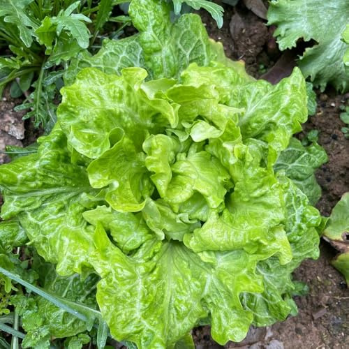 semi di lattuga biologica - resistenti in vaso resistenti giardino balcone 100pcs