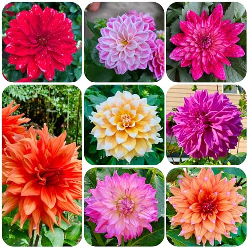 dalia tuberi resistente - balcone fresche 2pcs