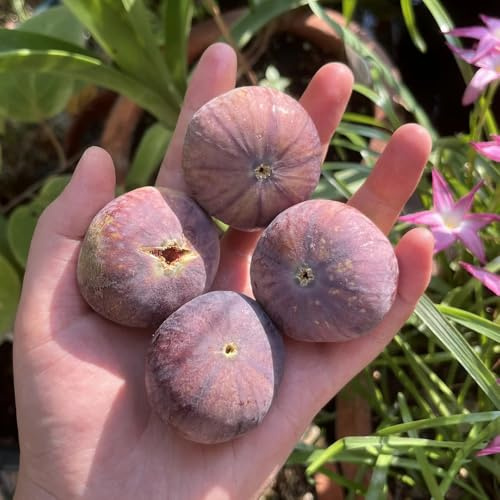 feigenbaum säulenobstbäume bio balkonpflanzen indoor garten obstsamen pflanzensamen zimmerbonsai bonsai steingartenpflanzen winterhart winterharte kübelpflanzen gewächshaus balkon 350samen