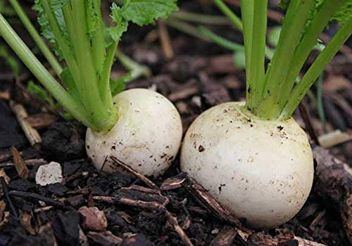 Viridis Hortus - Turnip Snowball 1,500 (3.1g's Approx.) Vegetable/Fruit Seeds