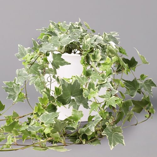 Hedera helix 'Variegata' in Keramiktopf Dallas weiß, Topf-Ø 12/13 cm