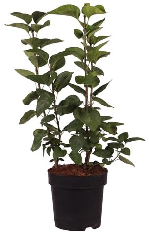 Syringa, Flieder, Sensation, zweifarbige Blüten, Zierstrauch, Frühjahrsblüher, duftend, Gartenpflanze, pflegeleicht, winterhart, dekorativ