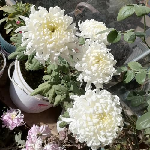 Chrysanthemen, garten geschenke für frauen pflanzensamen zimmerpflanzen geschenke für gartenliebhaber für sonnige plätze 30Samen