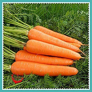 1 Packung 400 Karottensamen Guter Geschmack Schöne Farbe Geschmack Hohe Keimfähigkeit