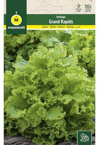 Mascarell Semillas, Lechuga GRAND RAPIDS, Semillas para Crear tu Propio Huerto en Casa, Planta Hortícola, Sobre 6 Gramos
