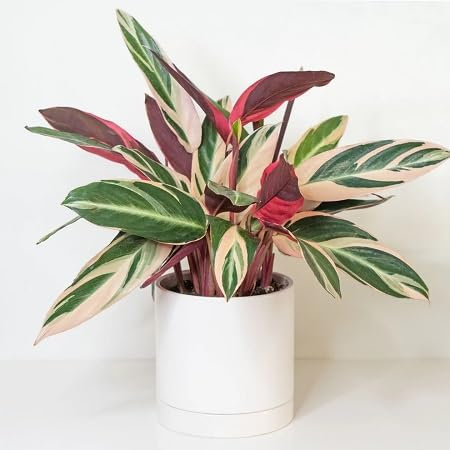 50 graines de plantes stromanthe fraîches et neuves