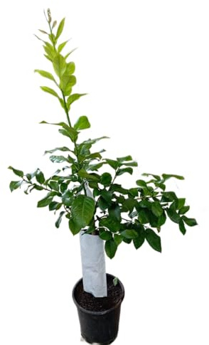 Citrus Paradisi o Pomelero Natural Árbol Grande Frutal Ideal para Casa
