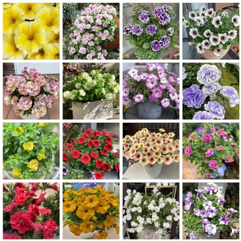 semillas de petunia perenne en resistentes al aire libre Comprar de petunia colgantes resistentes al aire libre de perennes 1200pcs