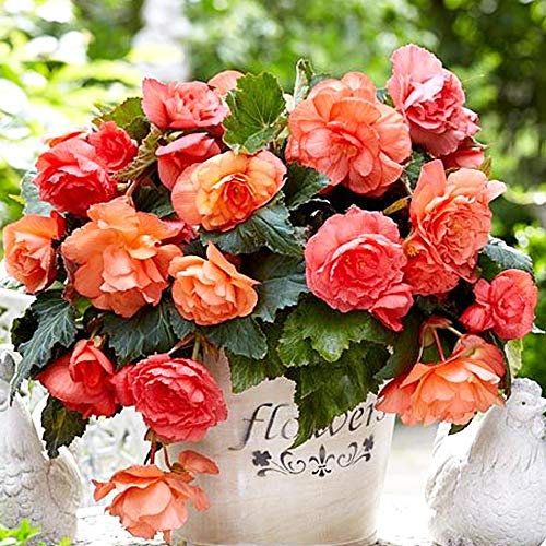 1 x Begonia Odorosa Sweet Pink – Uniquely Scented Double Blooms- Excellent for Hanging Baskets or Containers- Summer Flowering Bulbs- Ready to Plant