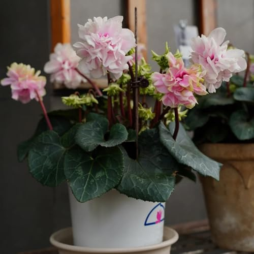 semi di ciclamino da appartamento decorazione da giardino per esterni, vecchie varietà di ciclamino ciclamino to perenni, decorazione autunnale 125pcs