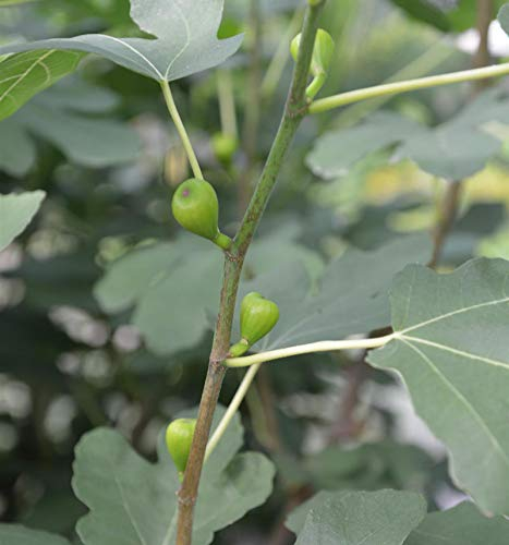 Echter Feigenbaum 80-100cm - Ficus carica