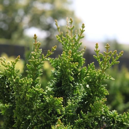 Dwarf Sawara Cypress 'Teddy Bear' - Compact Evergreen Conifer with Fern-Like Foliage - Ideal for Rockeries and Borders – 2X 2 Litre Potted Plant by Thompson & Morgan