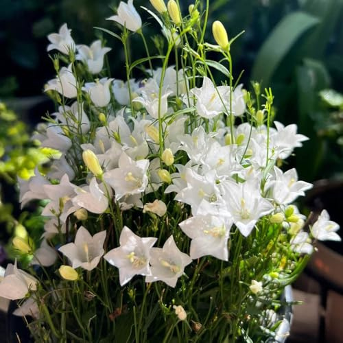 semi di campanula - appartamento interno aiuola rialzata balcone giardino 350pcs