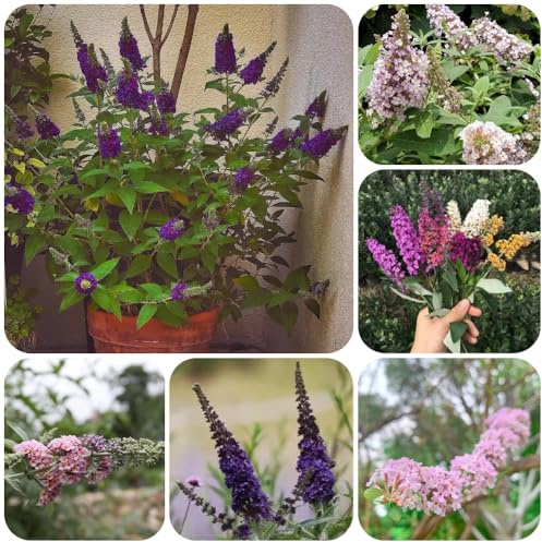 Schmetterlingsflieder, winterharte für balkon Buddleja lindleyana, sträucher winterhart alte sorten für sonnige plätze wildblumensamen 200Samen