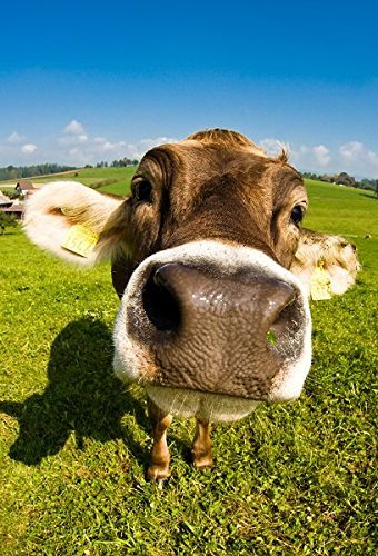 YISUMEI Decke 150x200 cm Kuscheldecken Sanft Flanell Weich Fleecedecke Bettüberwurf Alte Kuhfarm Kühe