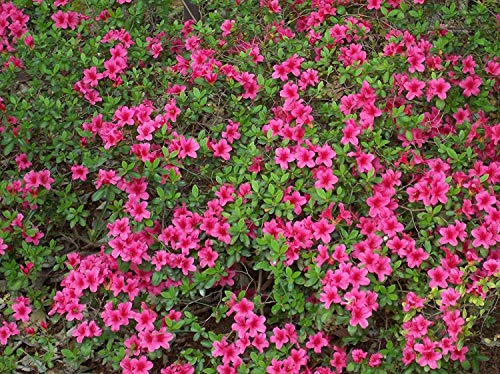 Graines De Rhododendron Obtusum