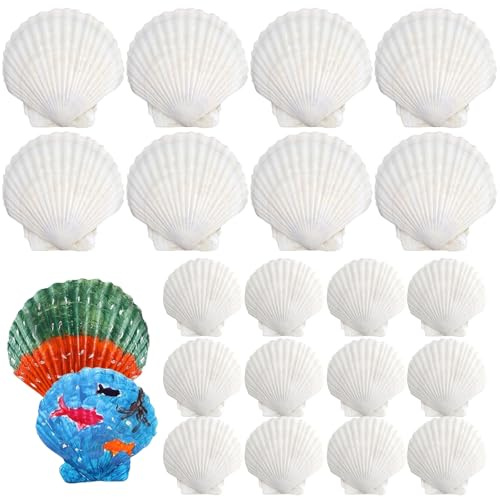 Maridergo 20PCS White Scallops Shells 7-12CM Large Shell for Crafts Natural Sea Shells from Sea Beach for DIY Craft Ocean Themed Party Decorating