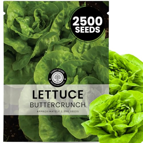 Buttercrunch Lettuce – 2,500 Premium Seeds for Planting – Crisp, Sweet, Heat-Tolerant Heirloom for the 2026 Season – 2.5 Gram Pouch