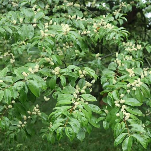 semillas de seto de laurel cerezo, resistentes, laurel cereza, interior, silvestres, 125pcs