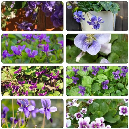 Duftveilchen - blumenbeet balkon balkon deko pflanzensamen bodendecker winterhart mehrjährig gartendeko für draußen blumensamen frühlingsblumen kräuterbeet indoor gartenkräuter 400samen