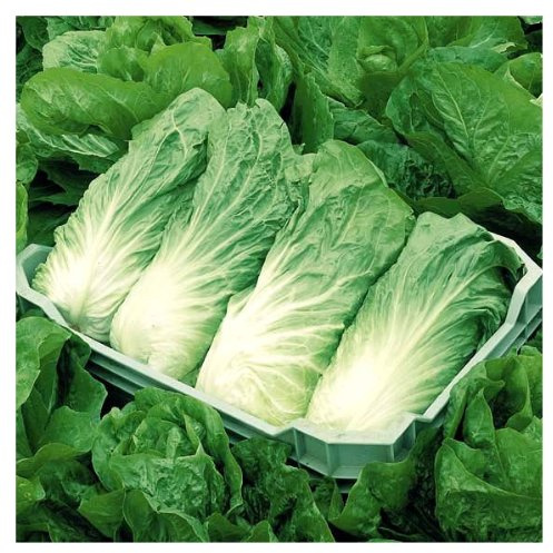 Sperling Zichoriensalat (Zuckerhut)