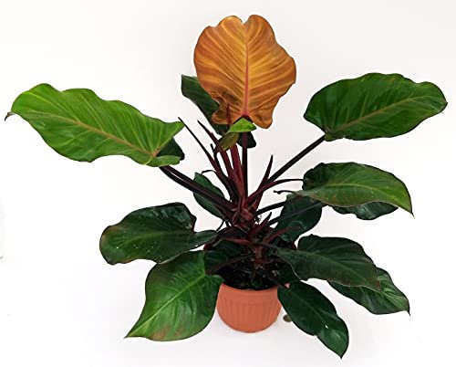 POWERS TO FLOWERS - PHILODENDRON, PHYLODENDRON, MONSTERA, RED, XXL, pianta vera