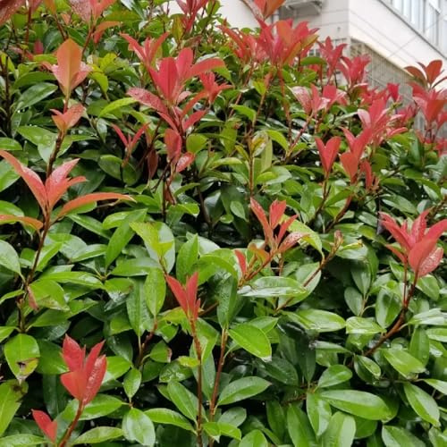 Semi di nespolo rosso pettirosso - Le da giardino sono resistenti Photinia Red Robin, da siepe, arbusti giardino 200pcs