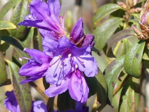 Rhododendron impeditum Blue Tit Magor - Kleinblättrige Alpenrose - 30-40cm
