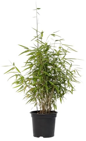 Plant in a Box - Cespugli di bambù - Fargesia nitida 'Gansu' - Altezza 60-80cm - Vaso 17cm - Bambù non invasivo - Verde