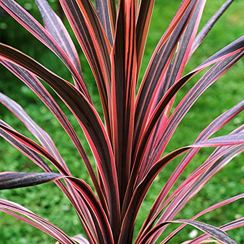 GardenersDream Cordyline Southern Splendour Plant in Pot - Evergreen Hardy Shrub, Healthy Cabbage Palm Plant - Ornamental Grass Shrubs for Gardens, Patio, Borders (15-30 cm)