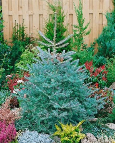 Abies koreana ‘Inga’ 70–80 cm – Winterhart, Immergrün, Pflegeleicht – Koreanische Tanne – Solitärpflanze für Garten & Kübel