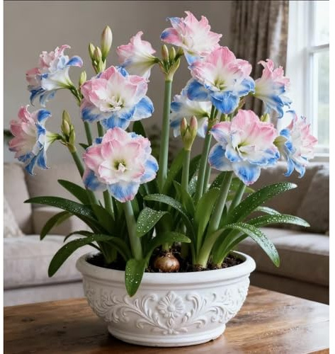MehrjäHrige Amaryllis -Rhizome,Gartendekoration,Kein GießEn Erforderlich,Winterhart,üBerraschendes Wachstum-1 Rhizome-H