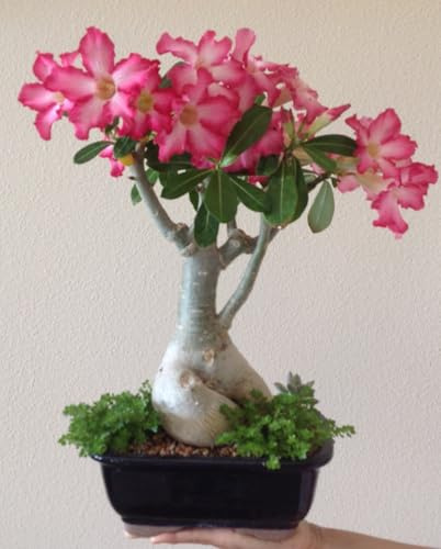 Adenium obesum mix colori,Bulbi di rosa del deserto-5 Bulbi