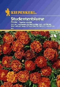 Studentenblume,Tagetes Fiesta von Kiepenkerl