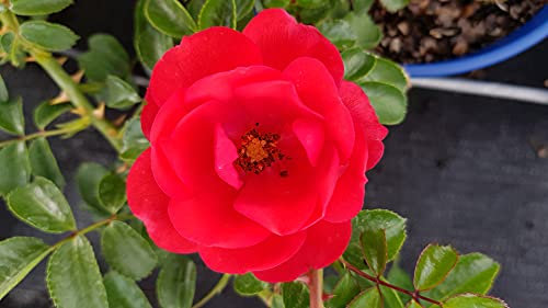 DECOROSIER KADORA® 'Noa83100b' / Rosier paysager rouge KADORA® / Conteneur de 2 à 2.9 litres